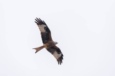 Kırmızı uçurtma uçuyor.