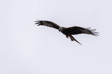 Kırmızı uçurtma uçuyor.