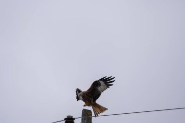 Kırmızı uçurtma uçuyor.