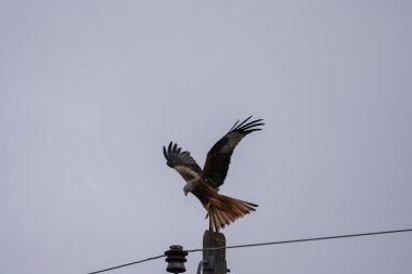 Kırmızı uçurtma uçuyor.