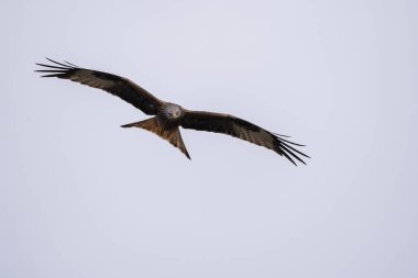 Kırmızı uçurtma uçuyor.