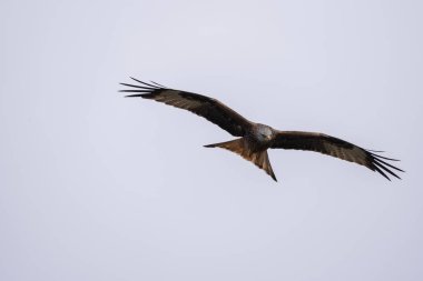 Kırmızı uçurtma uçuyor.