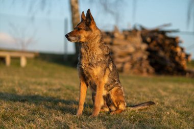 Bahçede Alman çoban köpeği