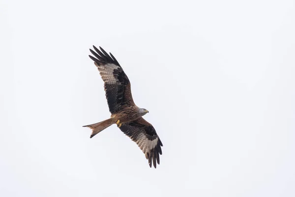 Cerf Volant Rouge Vol Recherche Nourriture — Photo