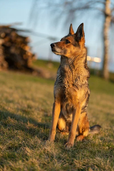 Berger Allemand Dans Jardin — Photo