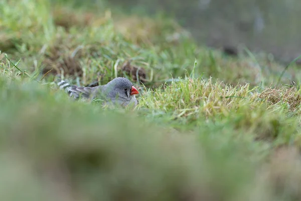 Zebra Finch Sits Grass — Stock Photo, Image