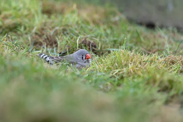 Zebrafink Sitzt Gras — Stockfoto