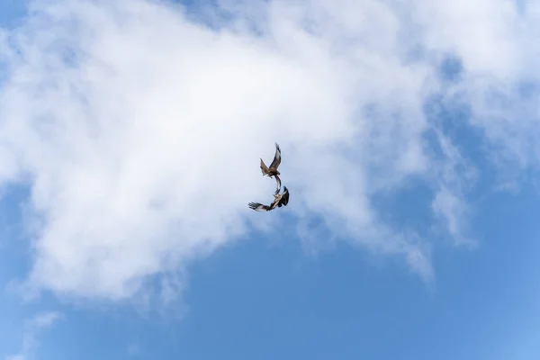 Röd Drake Flygning Födosök — Stockfoto