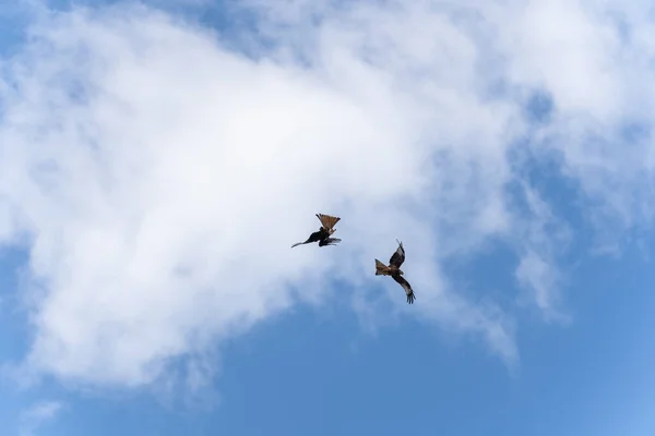 Röd Drake Flygning Födosök — Stockfoto