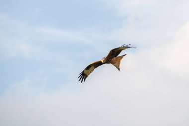 Kırmızı uçurtma uçuyor.