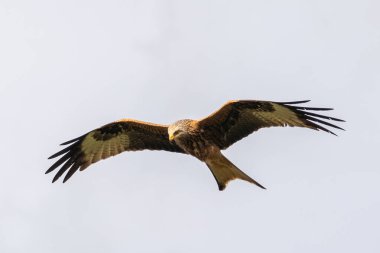 Kırmızı uçurtma uçuyor.