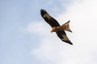 Kırmızı uçurtma uçuyor.