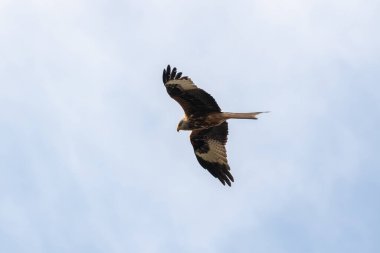 Kırmızı uçurtma uçuyor.