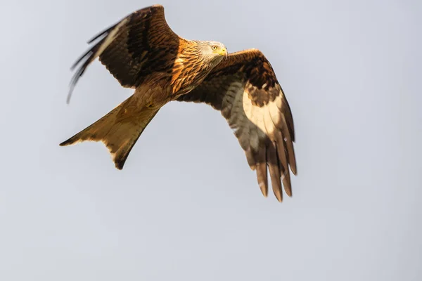 Cerf Volant Rouge Vol Recherche Nourriture — Photo