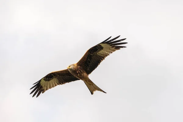 Cerf Volant Rouge Vol Recherche Nourriture — Photo