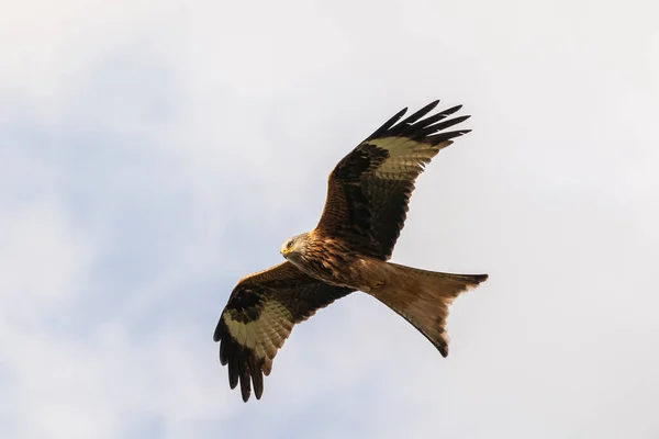 Cerf Volant Rouge Vol Recherche Nourriture — Photo