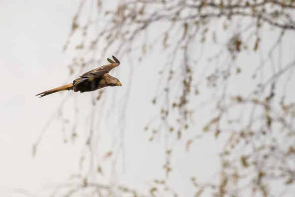 Röd Drake Flygning Födosök — Stockfoto