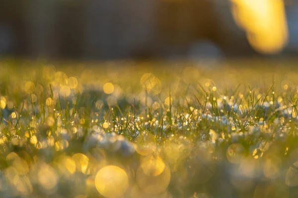 夕日の湿草 — ストック写真