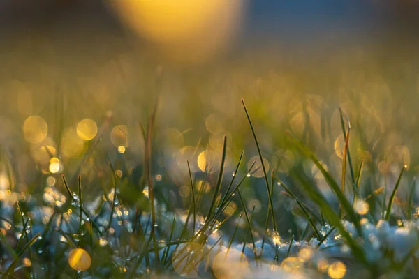 在黄昏的阳光下湿润的草地 — 图库照片