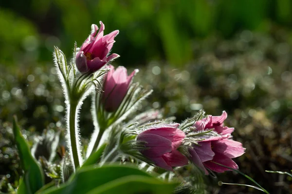 Flor Pascual Común Jardín — Foto de Stock