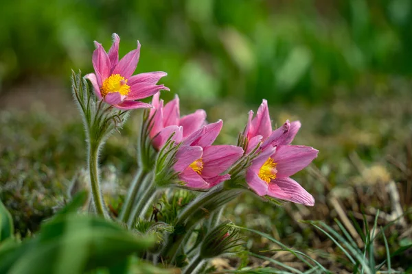 Közös Pasztell Virág Kertben — Stock Fotó