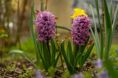Çiçek tarhında sümbül