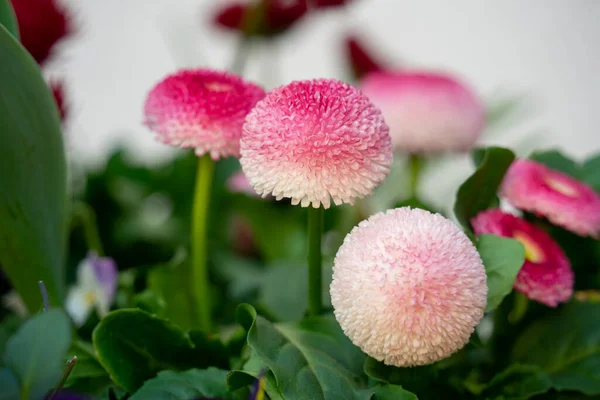 Stuffed Daisies Flower Pot — Stock Photo, Image