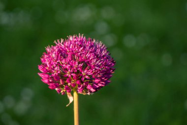 Bahçedeki süs soğan