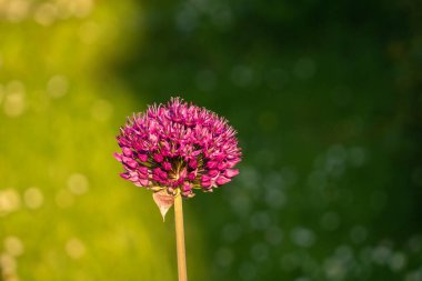 Bahçedeki süs soğan