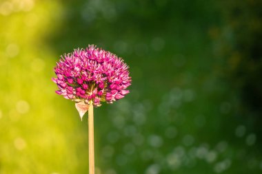 Bahçedeki süs soğan