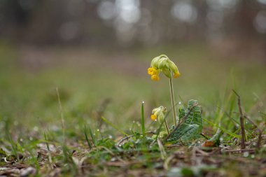 Yol kenarında sığır dalışı