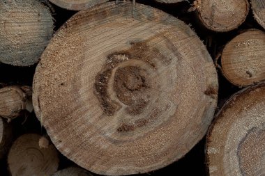 Ormanın kenarında odun kesiyorum.