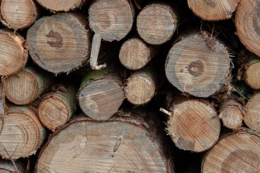 Ormanın kenarında odun kesiyorum.