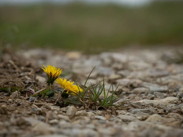 草原のタンポポ — ストック写真