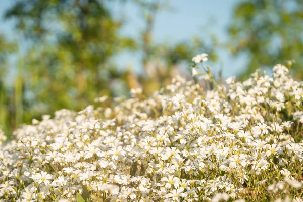 Kis Fehér Virágok Bokron — Stock Fotó