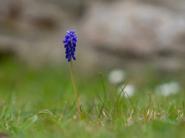 Grape Hyacint Trädgården — Stockfoto