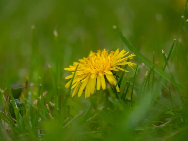 Löwenzahn Auf Einer Wiese — Stockfoto