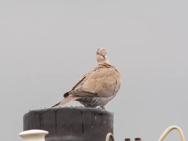 Pigeon Turc Sur Ligne Électrique — Photo