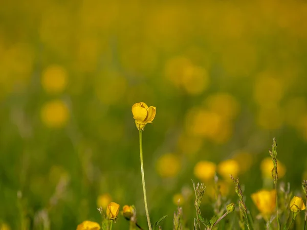 バターカップの牧草地の閉鎖 — ストック写真