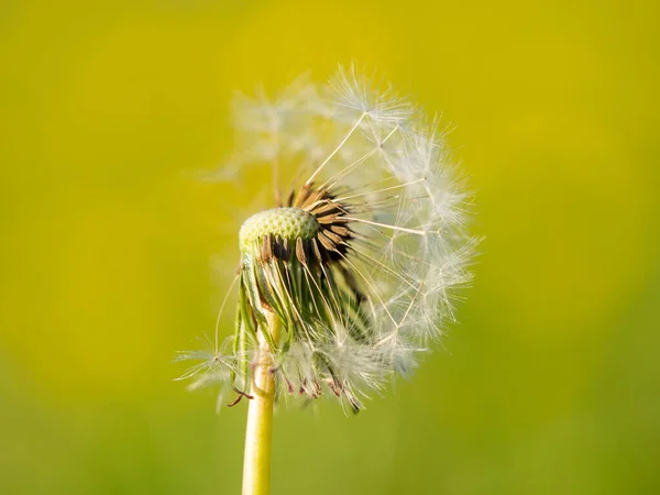 Pissenlit Dans Une Prairie — Photo