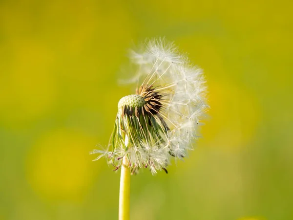 Pissenlit Dans Une Prairie — Photo