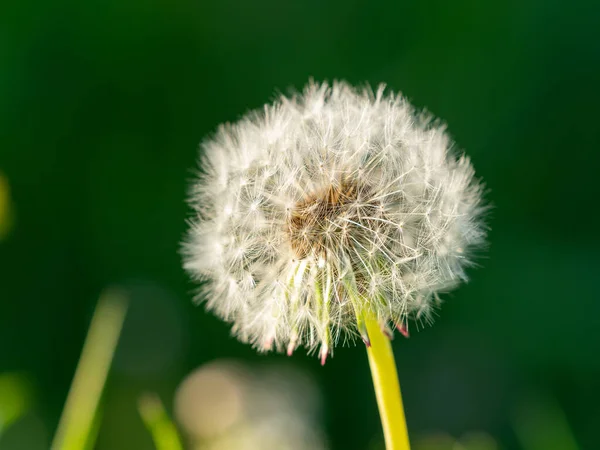 Pissenlit Dans Une Prairie — Photo