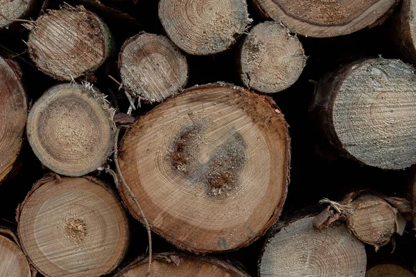 Houtkap Aan Rand Van Het Bos — Stockfoto