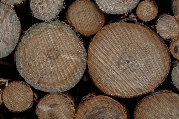 Houtkap Aan Rand Van Het Bos — Stockfoto