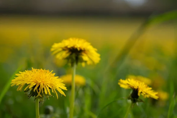 Löwenzahn Auf Einer Wiese — Stockfoto