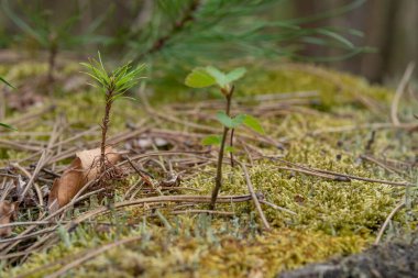 Genç ağaçlar ölü bir ağaç gövdesinden büyür.