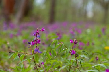 Kuş Vetch çiçek açtı