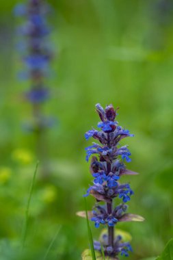 Toprak yolda Yunan borazanı