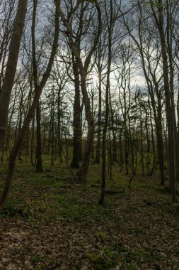 Yaz zamanı manzara.