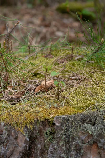 Junge Bäume Wachsen Aus Einem Toten Baumstamm — Stockfoto